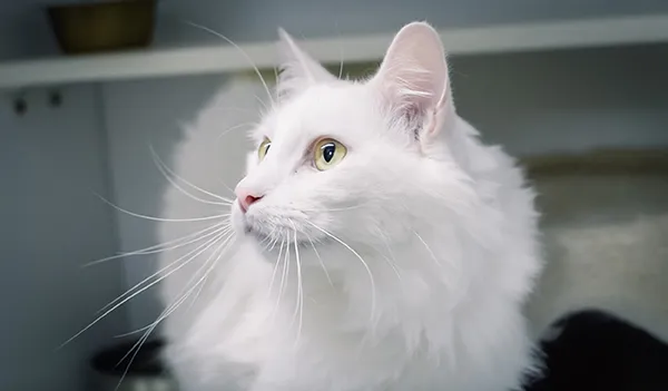 A white long-haired cat resting at Smithers Animal Hospital