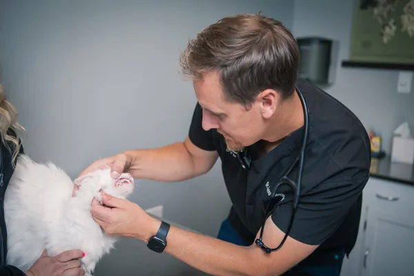 Dr. Smithers checking a cat's teeth