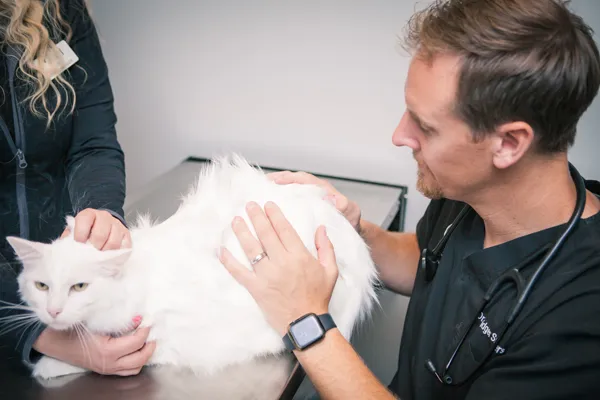 Dr. Smithers examining a white long-haired cat