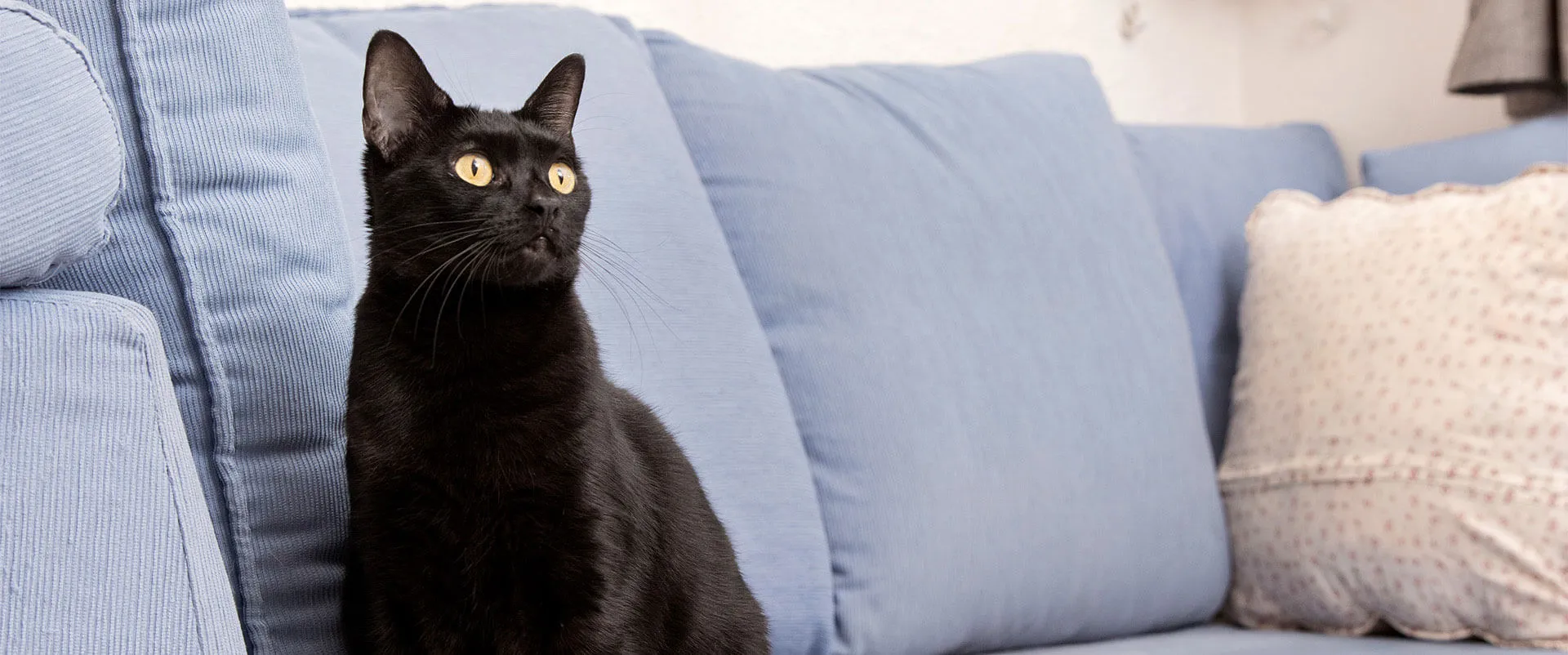 Black cat sitting on a blue sofa