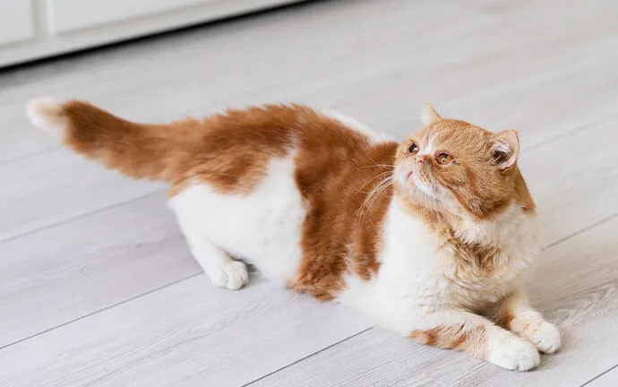 Orange-and-white cat stretching on the floor