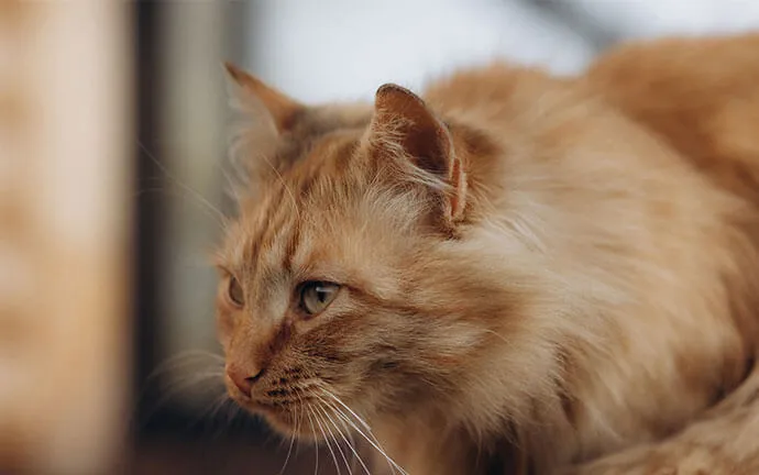 Fluffy orange cat lying down