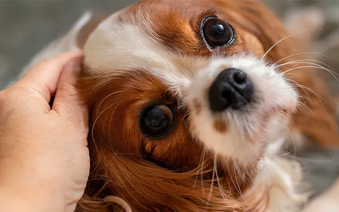 Cavalier King Charles spaniel being petted