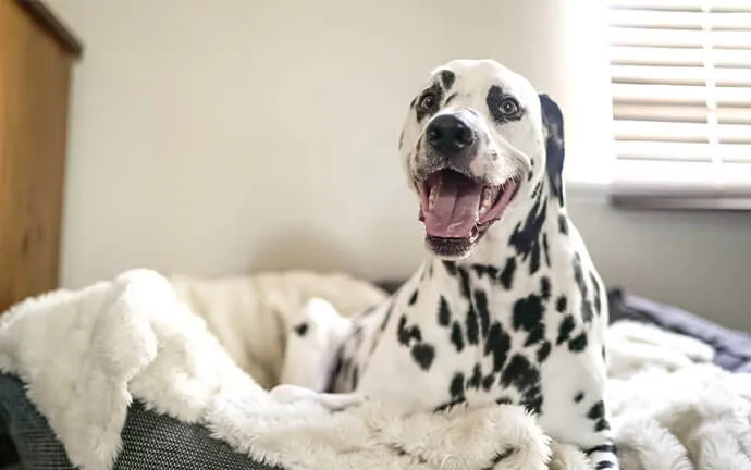 Smiling Dalmatian sitting on a blanket